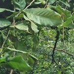Inocarpus fagifer Φύλλο