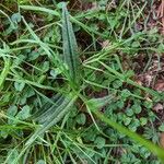 Dactylorhiza maculataLapas