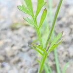 Lepidium sativum Fuelha