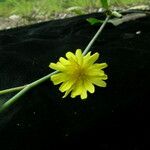 Launaea procumbens Habitus