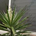 Yucca aloifolia Levél