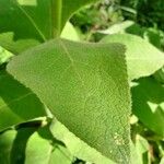 Verbascum densiflorum ഇല