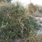 Rhamnus lycioides Συνήθη χαρακτηριστικά