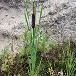 Typha incana موطن