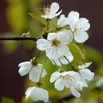 Prunus avium Flower