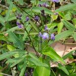 Hardenbergia comptoniana Кветка