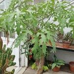 Cussonia paniculata عادت داشتن