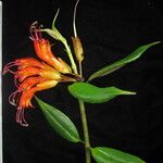 Aeschynanthus hookeri موطن