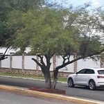 Prosopis caldenia आदत