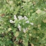 Stachys menthifolia Flor
