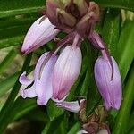 Hyacinthoides hispanica Blomma