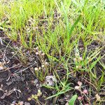Lepidium nitidum Celota