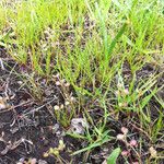 Lepidium nitidum Habitat