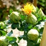 Abutilon theophrasti Blomst