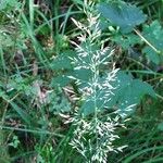 Calamagrostis varia Bloem