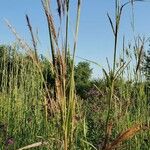 Andropogon gerardi Leaf