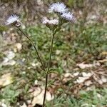 Ageratum conyzoides Diğer