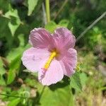Kosteletzkya pentacarpos Flower