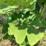 Ginkgo biloba Blad