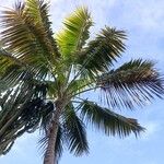 Howea belmoreana Tabia