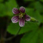 Geranium aculeolatum Flor