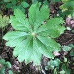Podophyllum peltatum Leaf