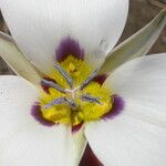 Calochortus bruneaunis Fiore