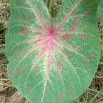 Anthurium formosum ഇല