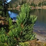 Pinus albicaulis Leaf