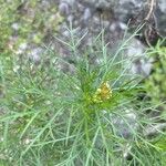 Argyranthemum foeniculaceum পাতা