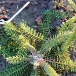 Achillea nobilis Leaf