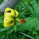 Lilium pyrenaicum Flor