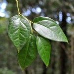 Chionanthus broomeanus Feuille