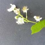 Rubus bertramii Blomma