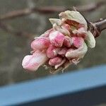 Viburnum × bodnantense Žiedas