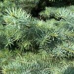 Abies concolor Leaf