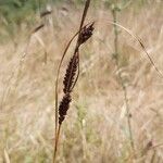 Carex extensa