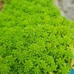 Sedum japonicum Lapas