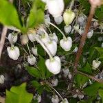 Zenobia pulverulenta Flor