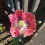 Papaver somniferumFlower