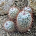 Mammillaria bombycina ᱥᱟᱠᱟᱢ