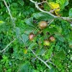 Crataegus punctata Fruit