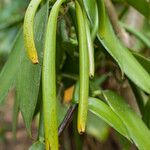 Vanilla planifolia Φρούτο