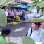 Erythroxylum coca ഫലം