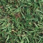 Paspalum setaceum Агульны выгляд