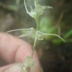 Bulbophyllum schimperianum Flor
