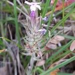 Verbena balansae