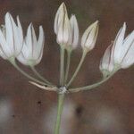 Allium moschatum 花