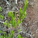 Erica arborescens Staniste