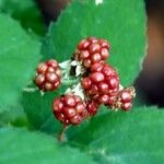 Rubus gratus Vaisius